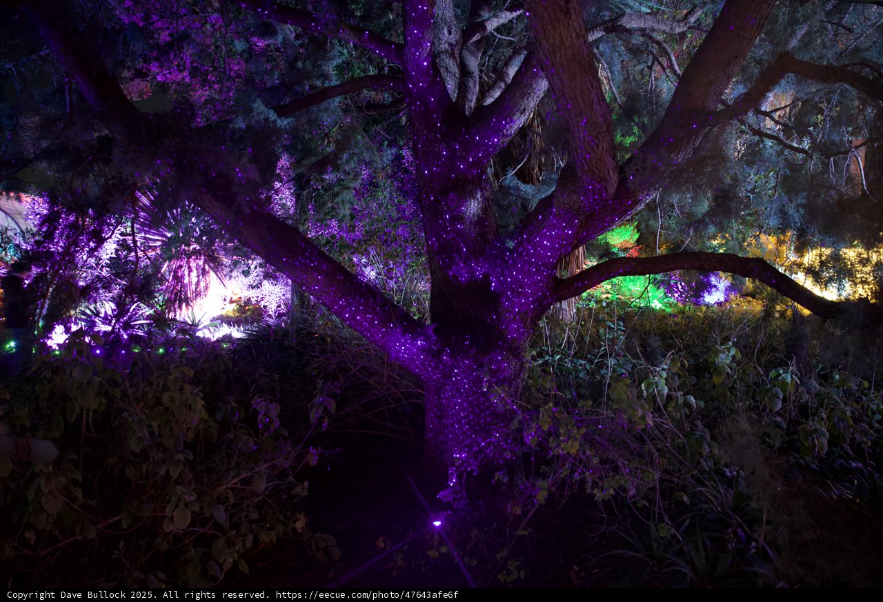 Enchanted Twilight in the Garden
