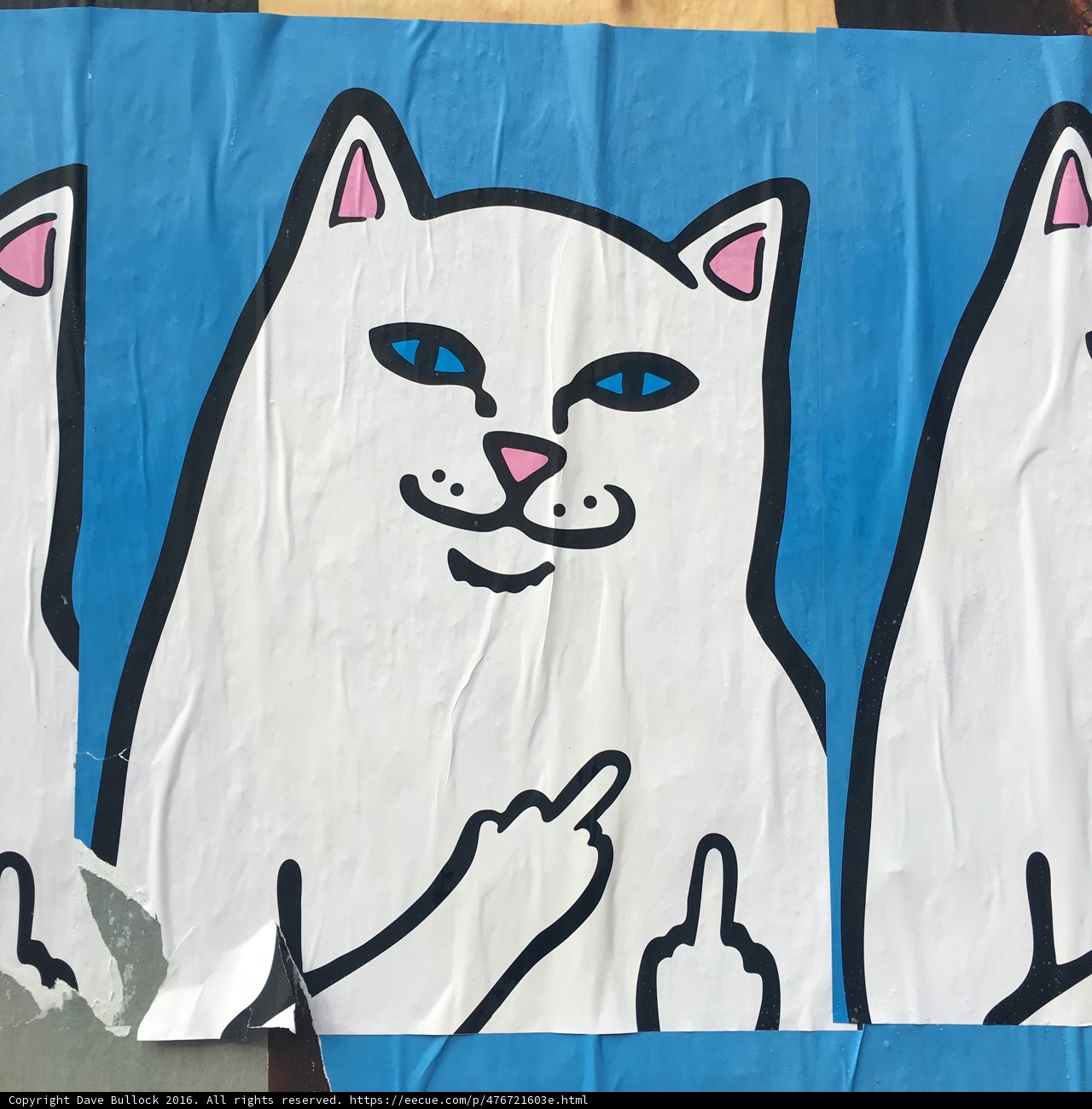 Three White Cats on Blue Canvas