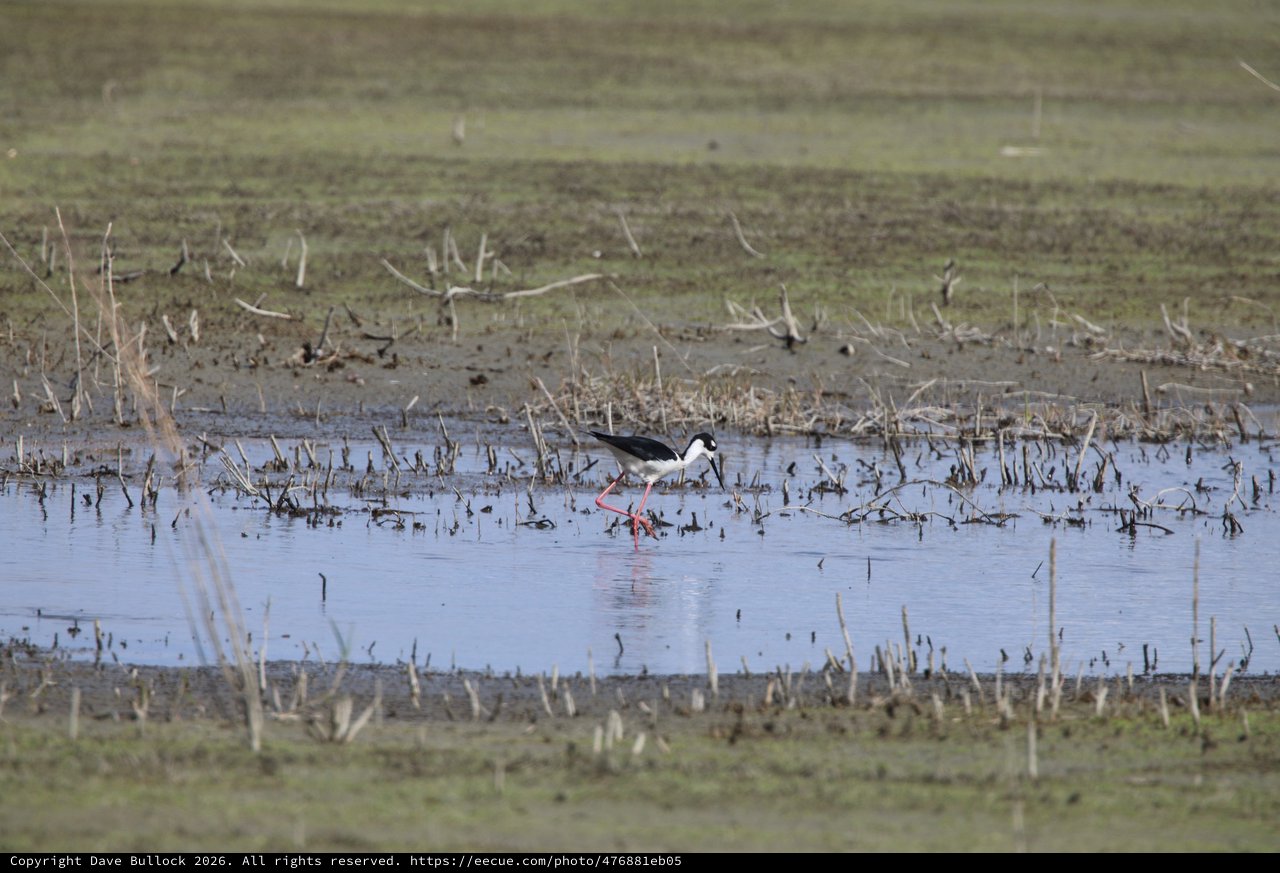 Black-necked Stilt Foraging in Flooded Agricultural Field