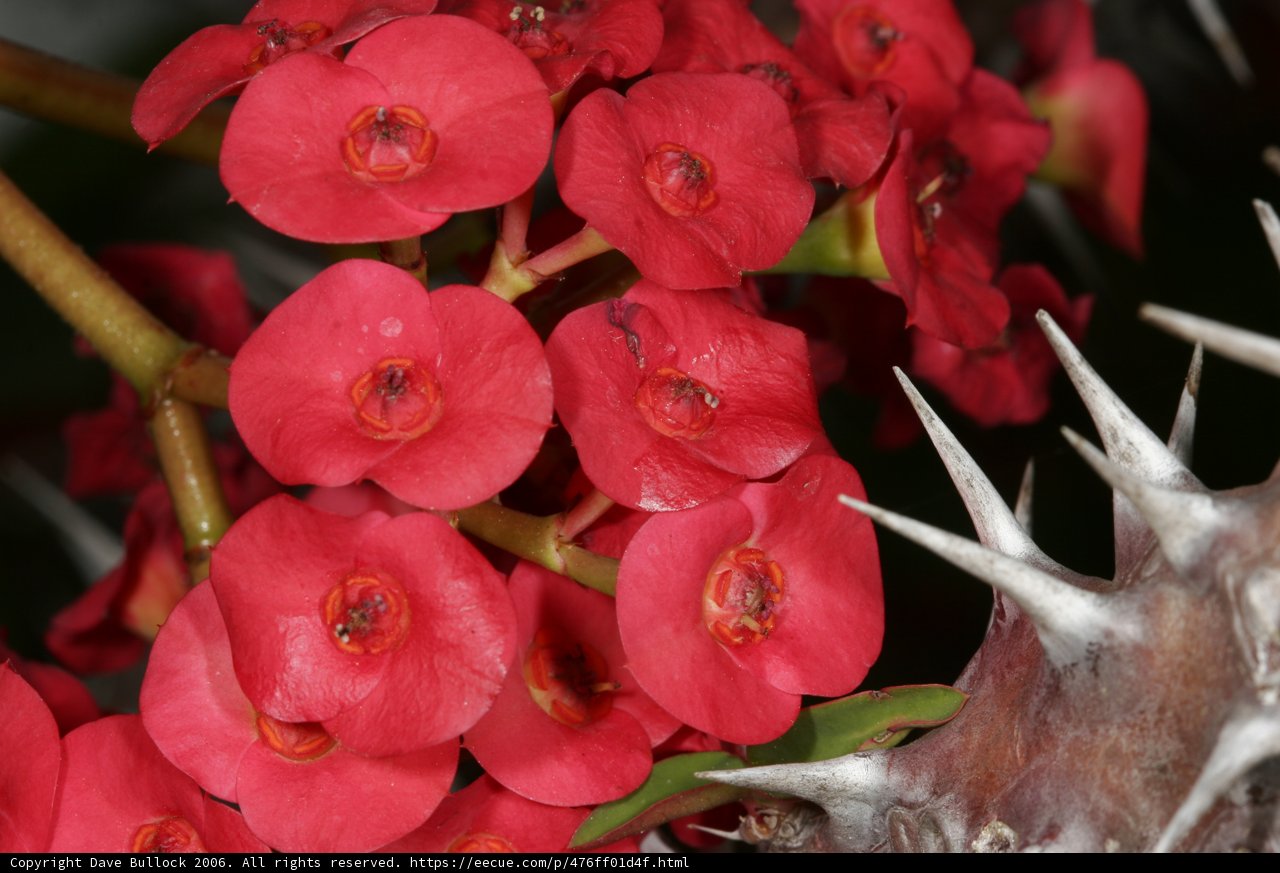 Burst of Geraniums