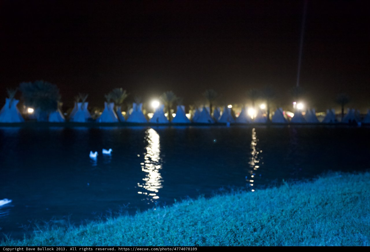 Swans and Lights on the Shore