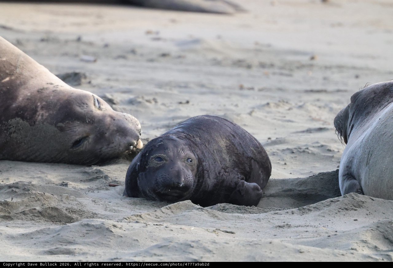 Elephant Seal Pup Resting Among Adults at Drakes Beach