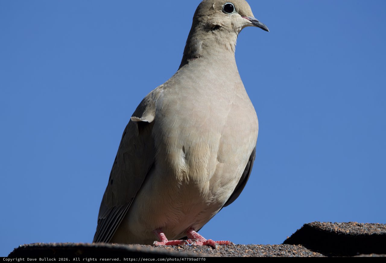 Eurasian Collared-Dove Portrait Against Clear Blue Sky