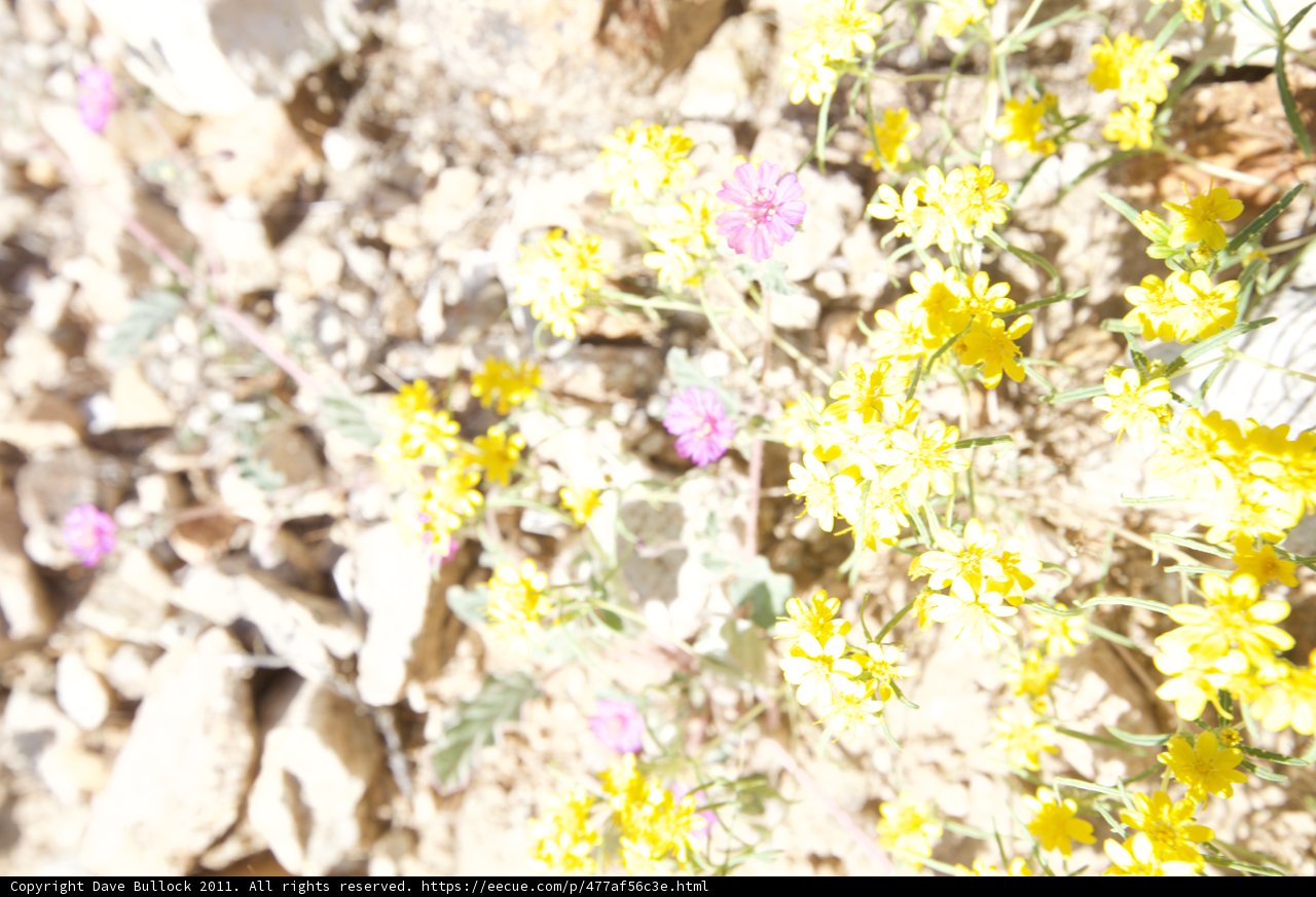 Yellow Daisy Blossom