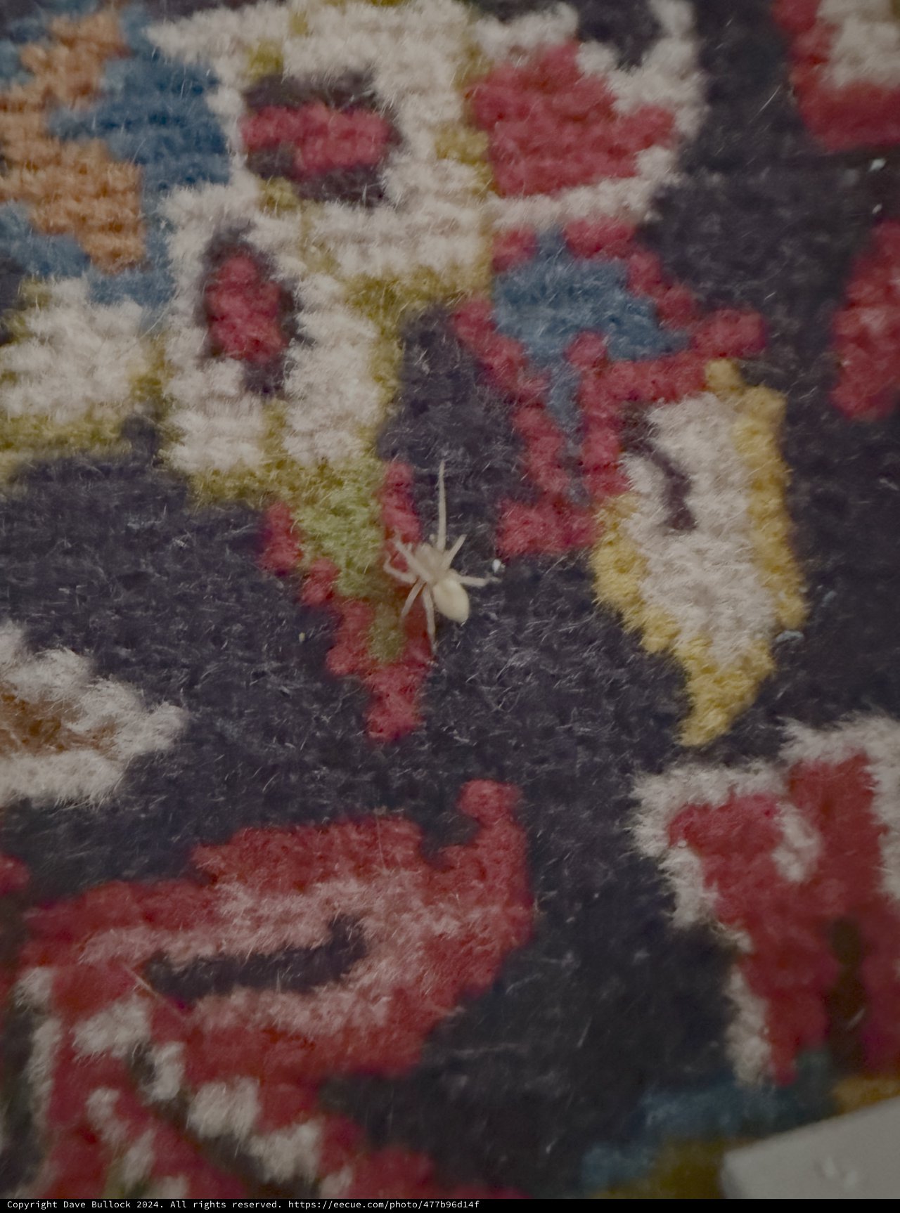 Small White Spider on Ornate Carpet