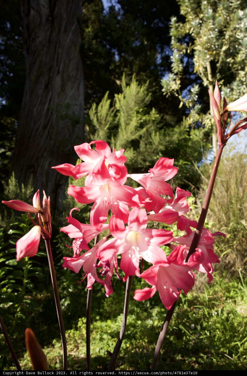 A Radiant Encounter at San Francisco's Botanical Garden