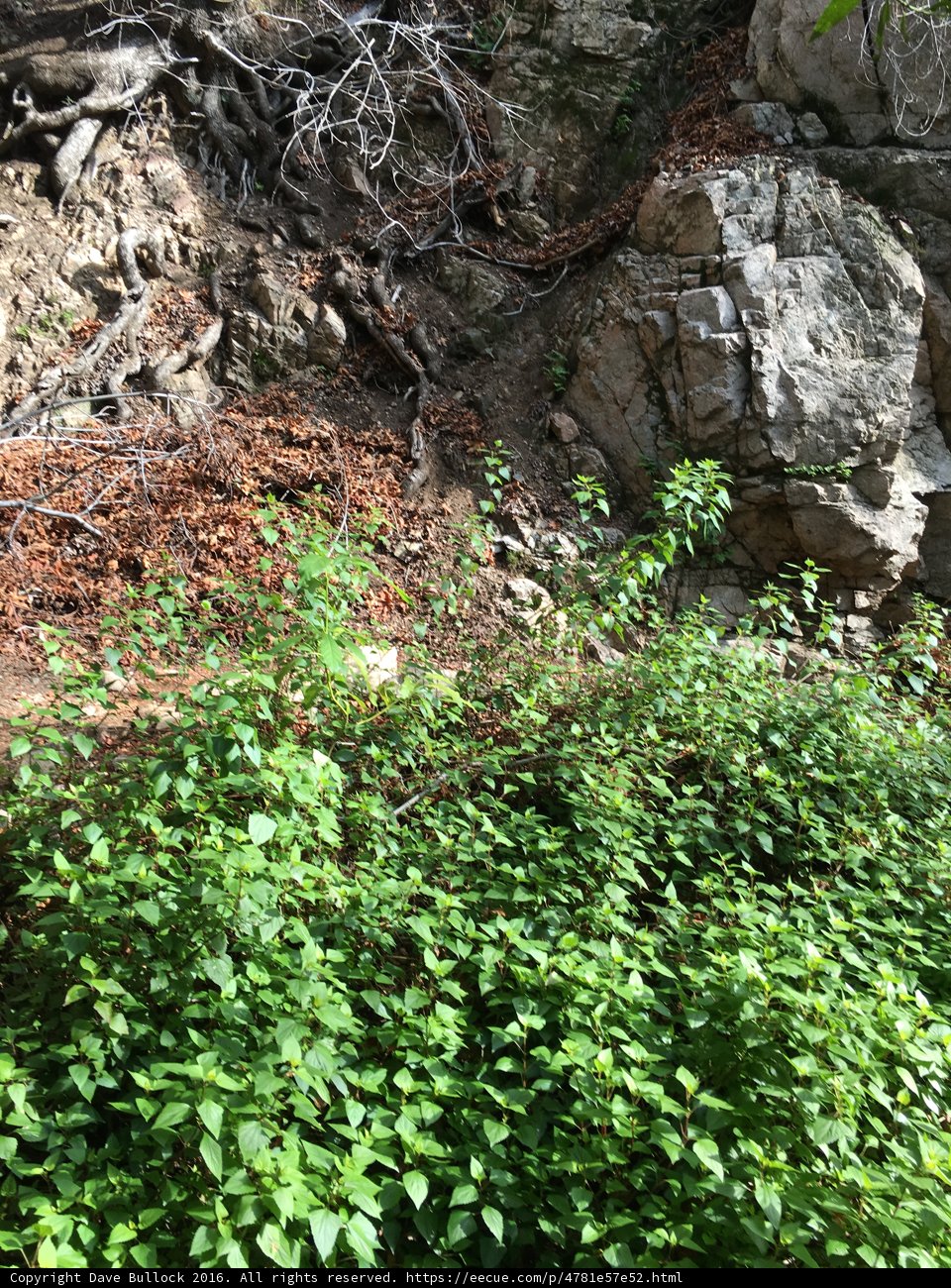 A Majestic Bear Taking in the Wilderness