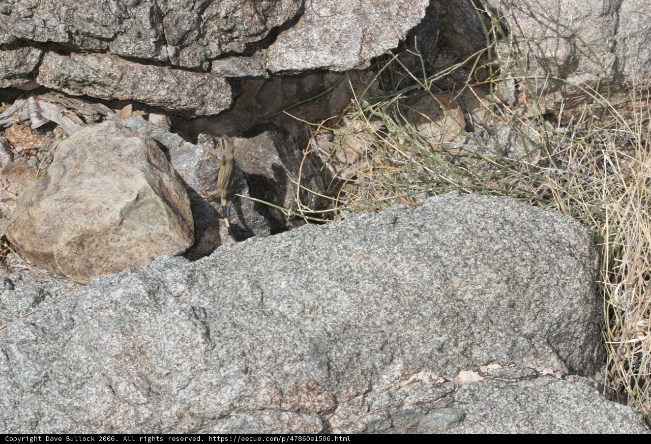 Reptile on the Rocks
