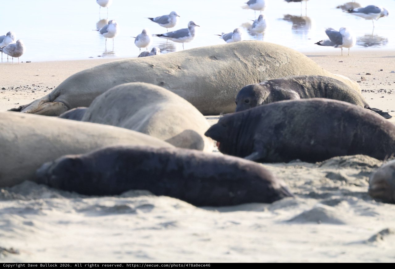 Elephant Seals Resting on Drakes Beach with Seabirds
