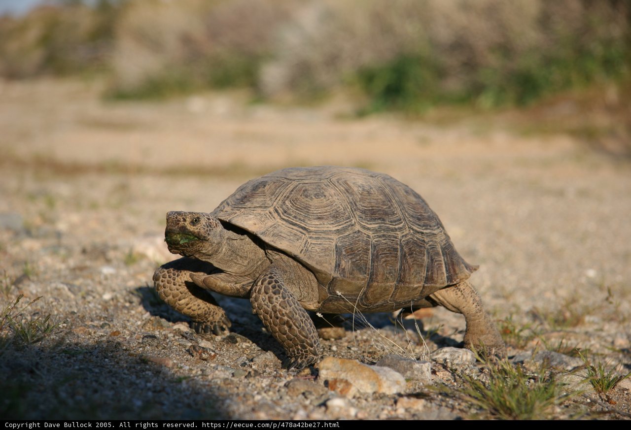 Slow and Steady