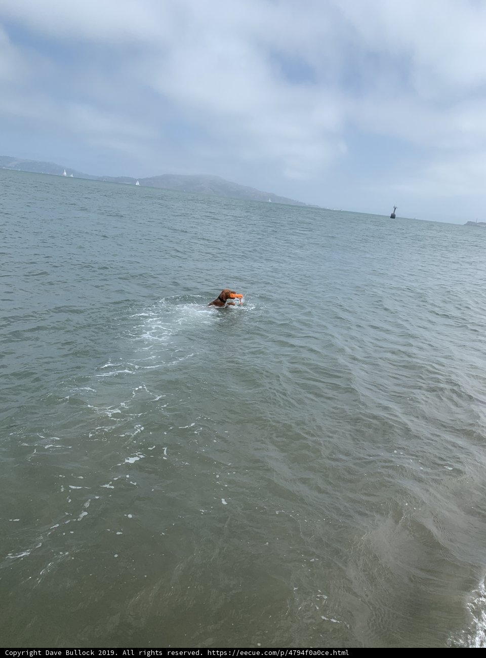 Canine Water Sports