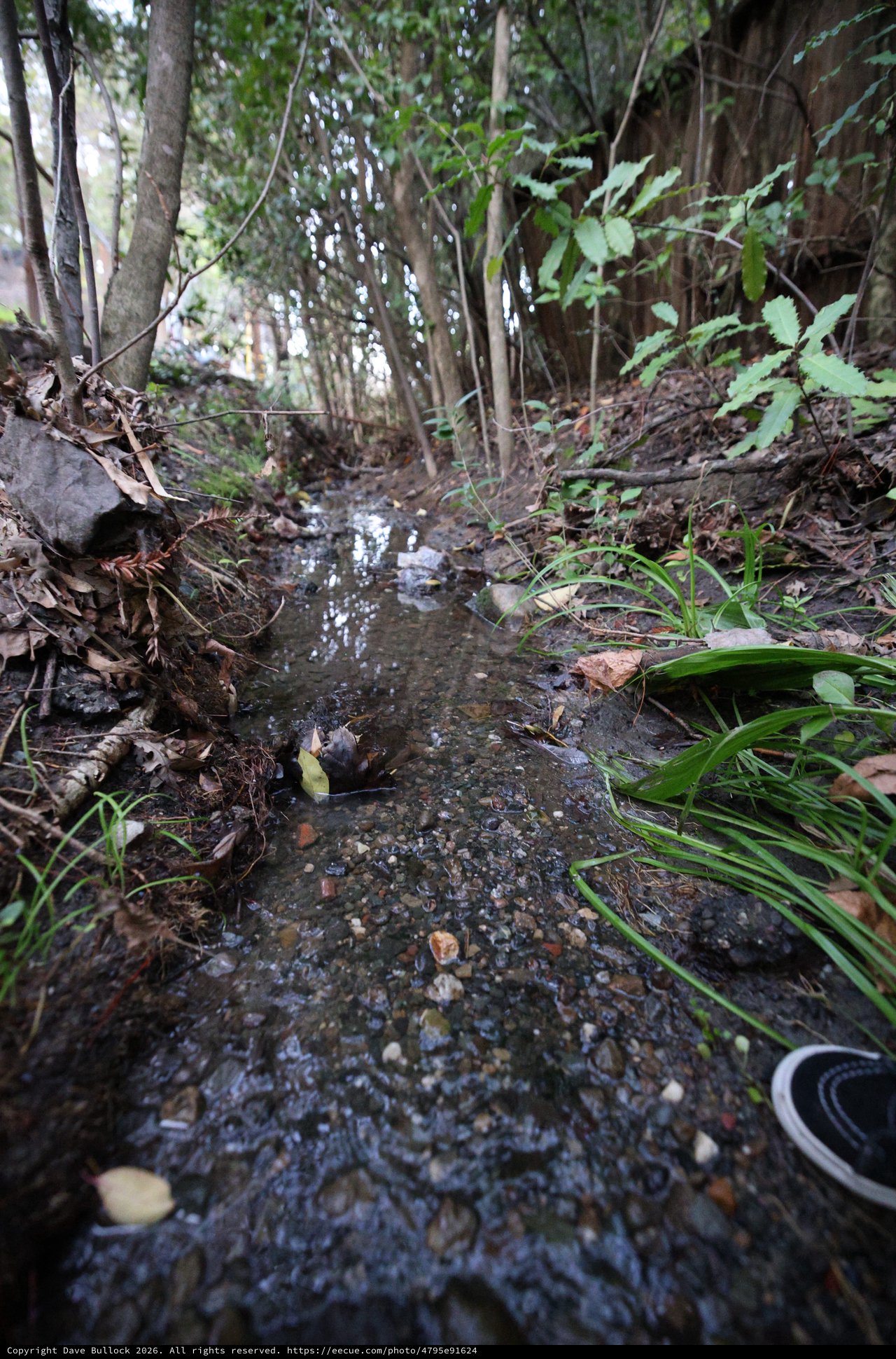 Shallow Forest Stream Winding Through Woodland