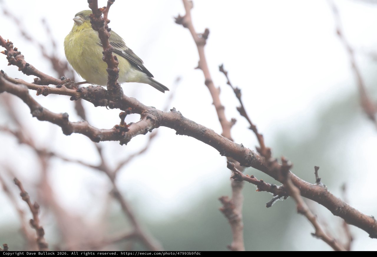Yellow Finch Perched on Winter Branch