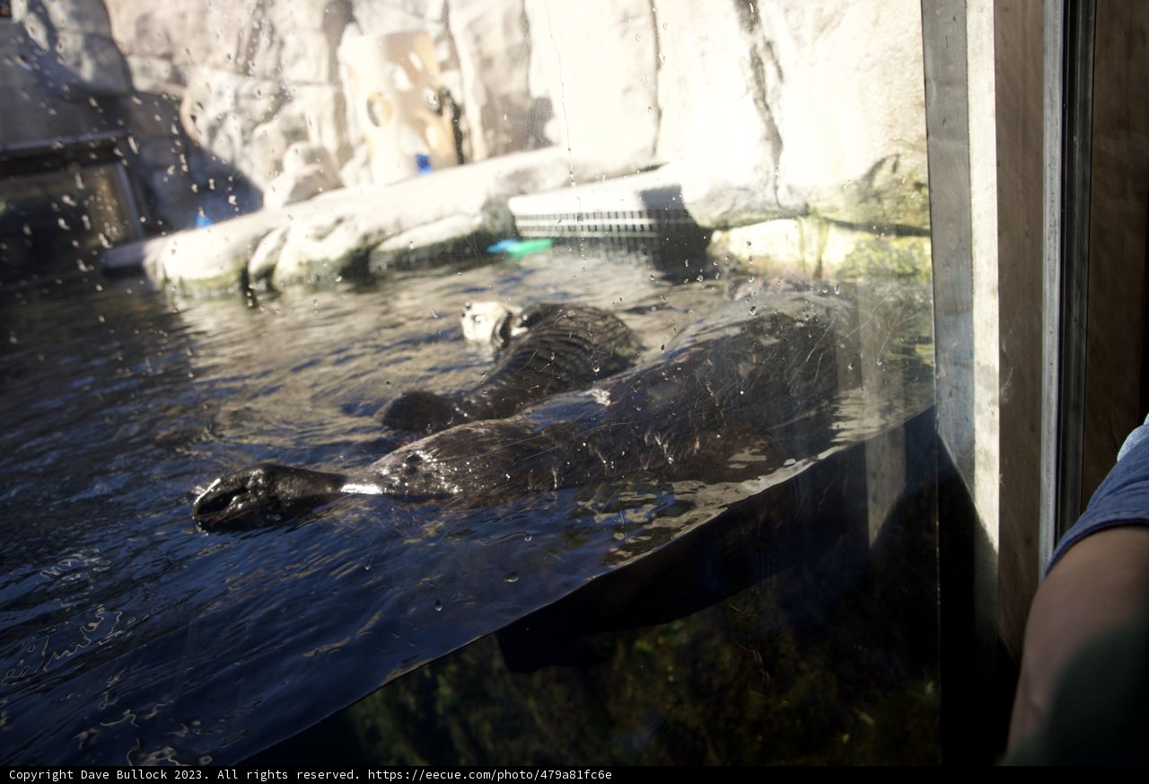 Encounter with a Sea Otter