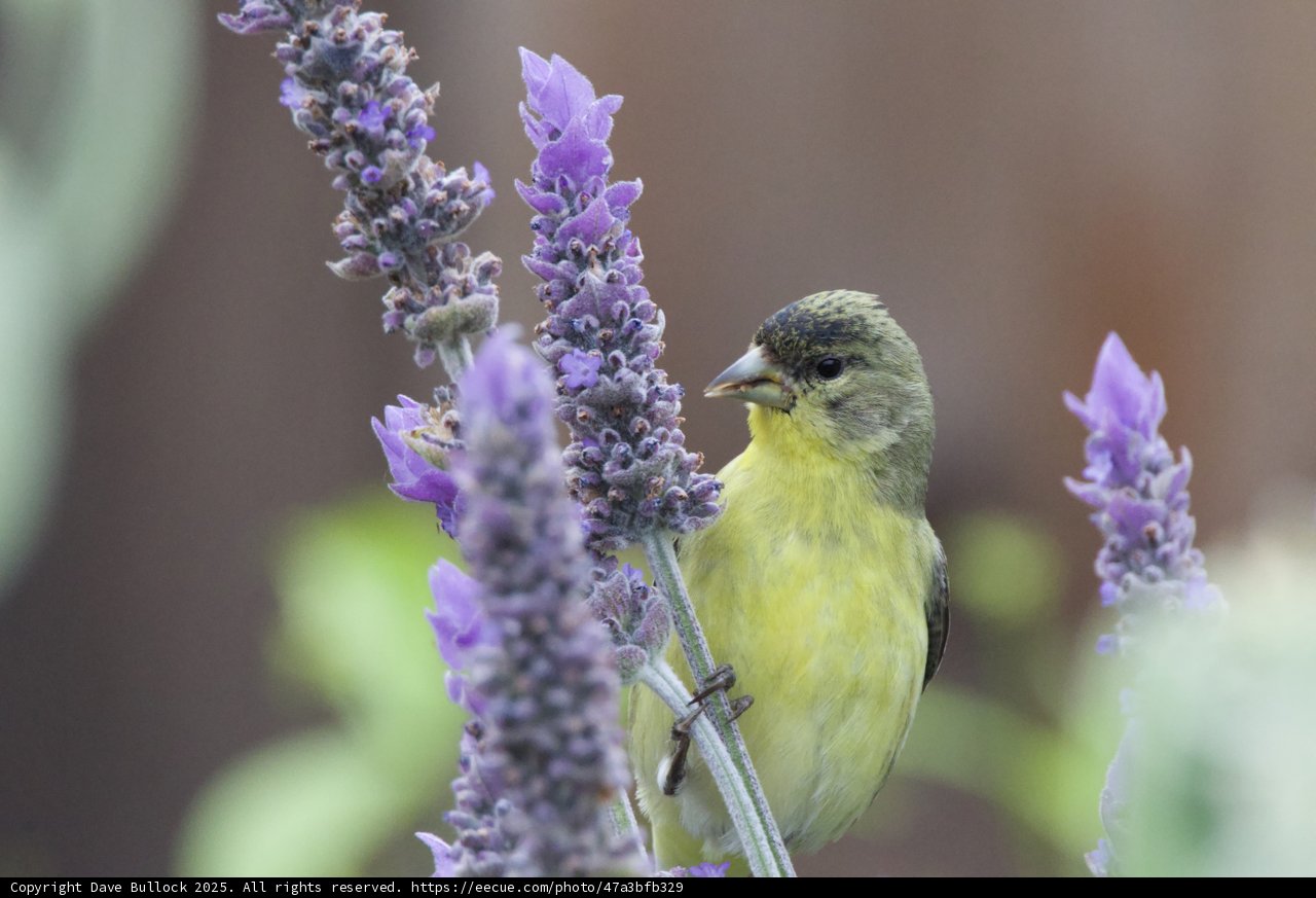 Serenity in Lavender