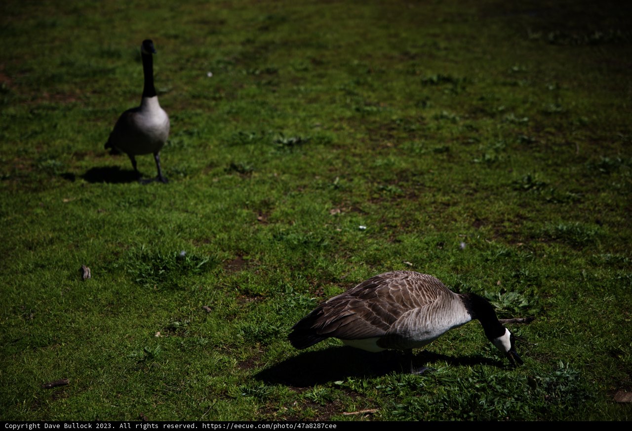 Geese Gathering at Marin Headlands