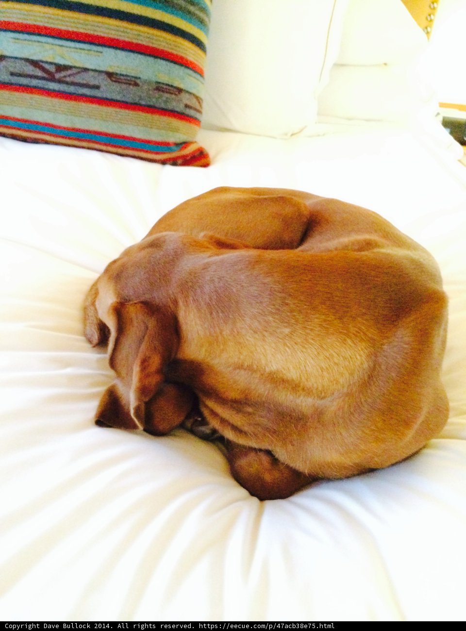 Cozy Canine Naptime