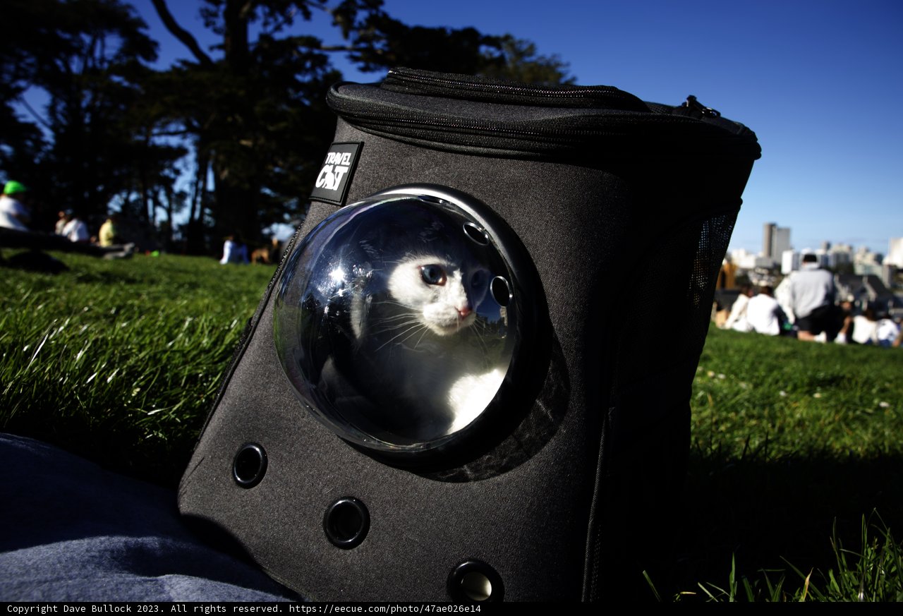 Feline Hideaway at Alamo Square