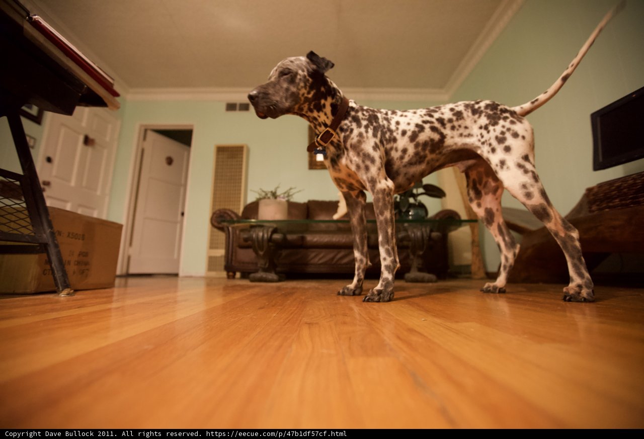 Dalmatian in a Hardwood Oasis