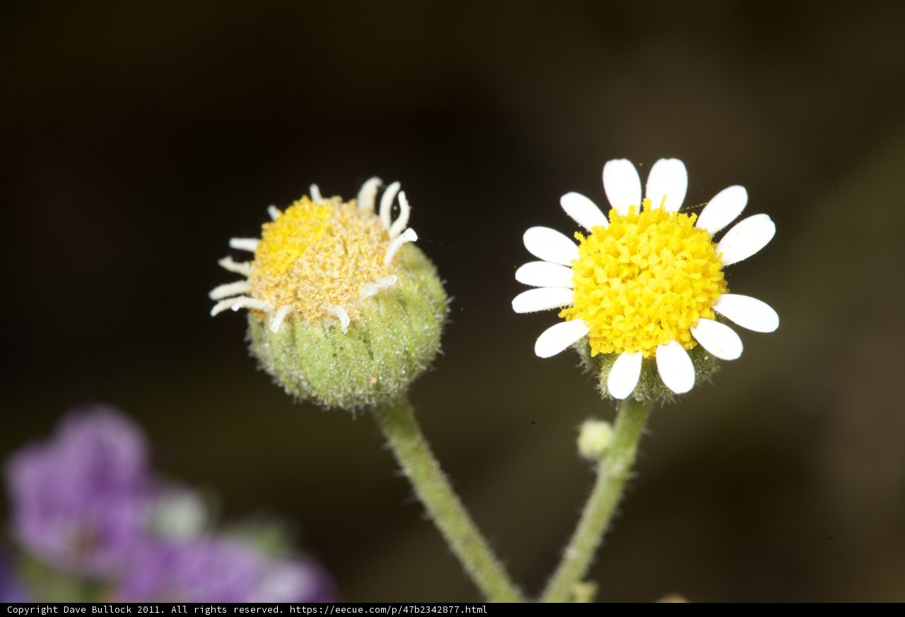 Twin Daisy Blooms