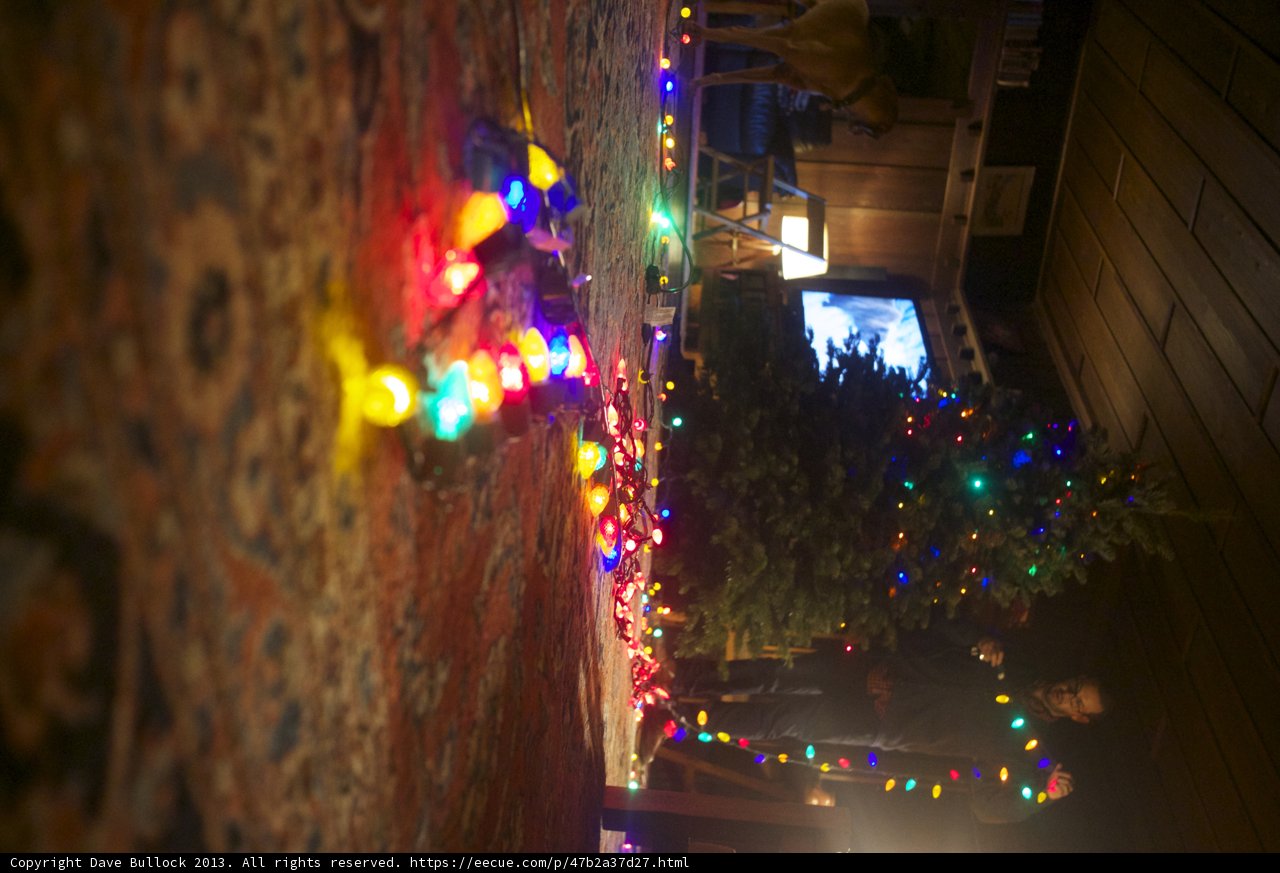 Christmas Tree Lighting with Four-Legged Friends