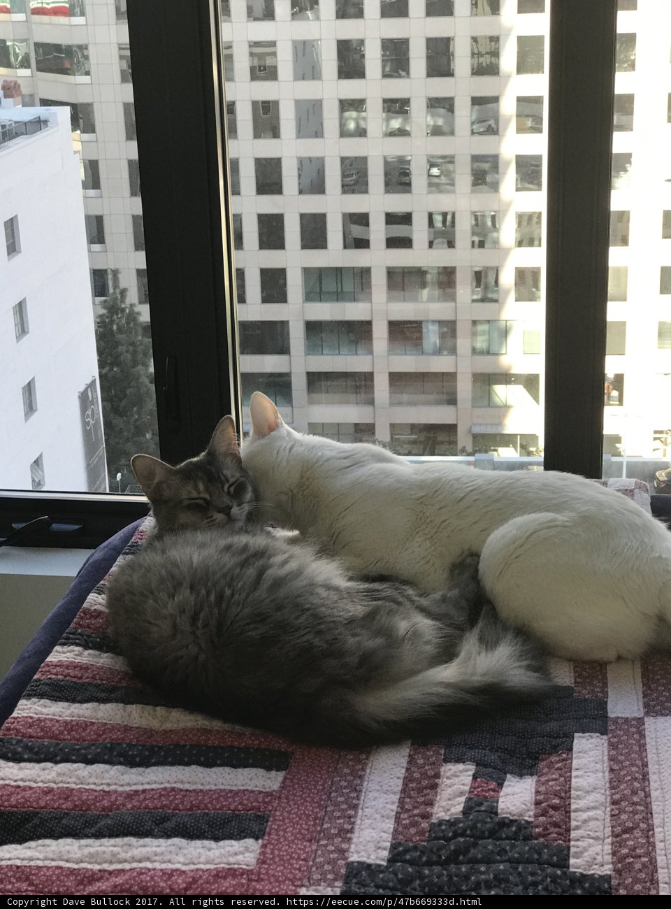 Cat Nap Time