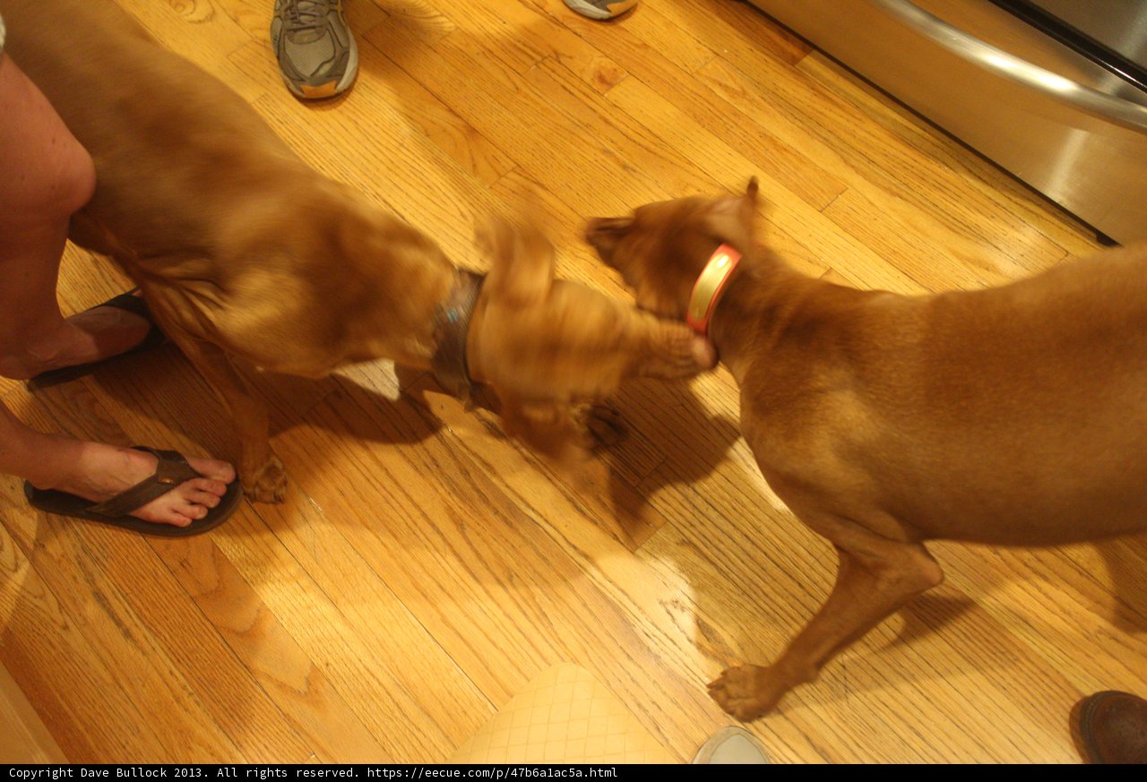 Canine Combat on Hardwood Flooring
