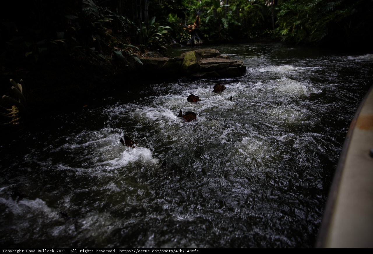 A River Full of Life