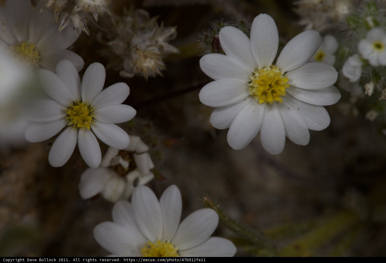 White Daisy-Like Flowers with Yellow Centers