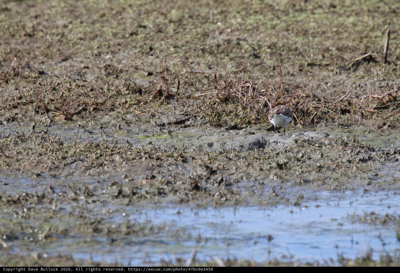 Least Sandpiper Foraging in Mudflat Wetlands