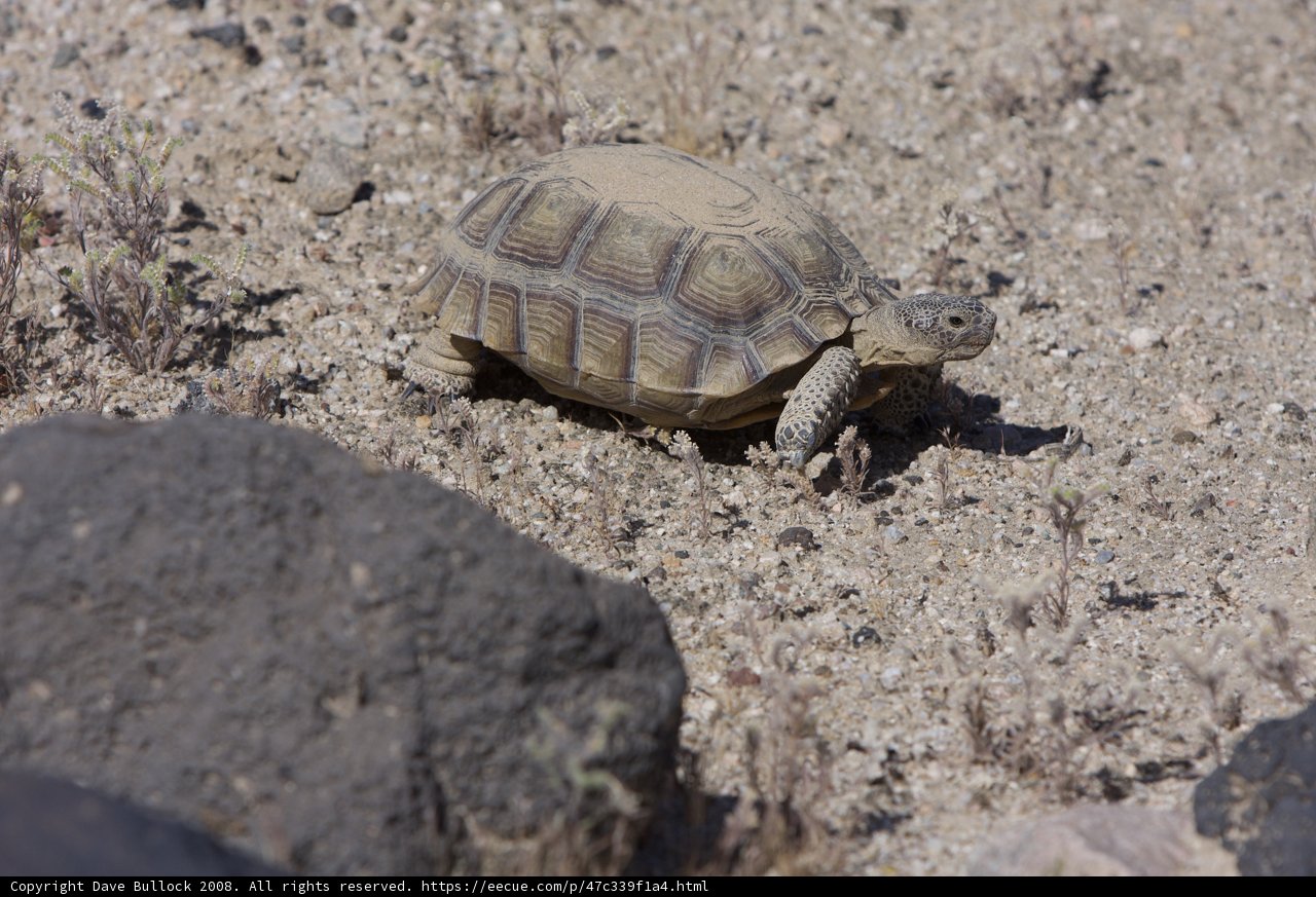 Desert Explorer's Encounter with a Slow and Steady Tortoise
