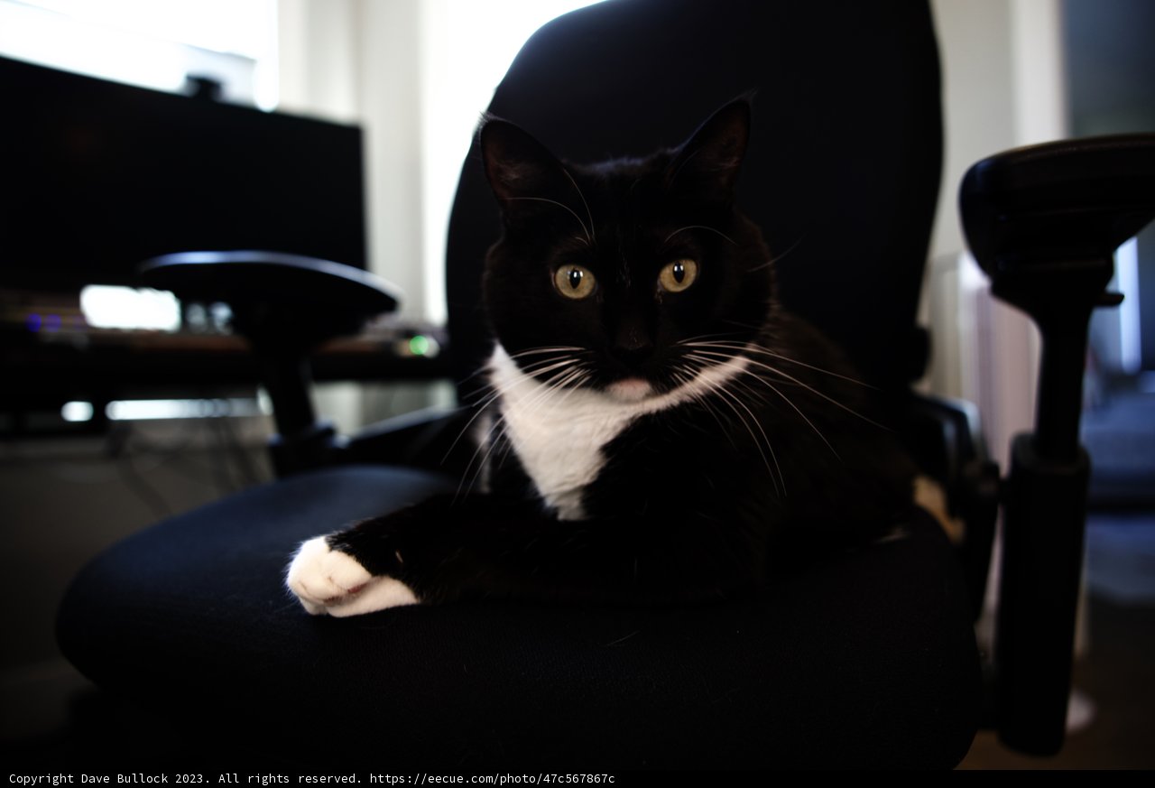 Monochrome Feline Supervising