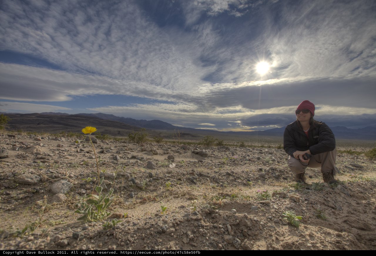 Lone Wildflower Blooms in Vast Desert Wilderness