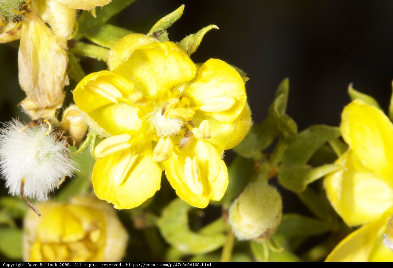 Desert Geraniums