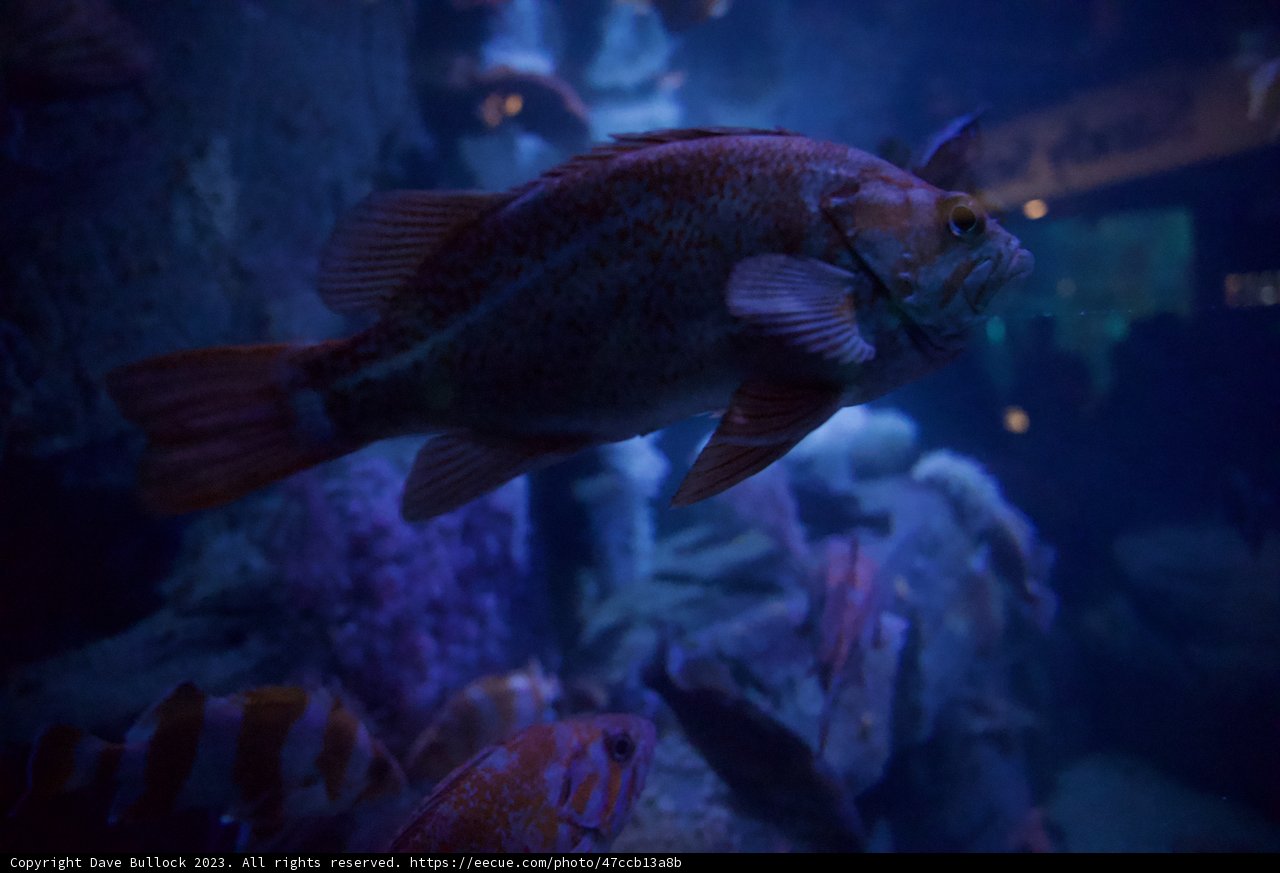 A Tranquil Moment Underwater at Monterey Bay Aquarium