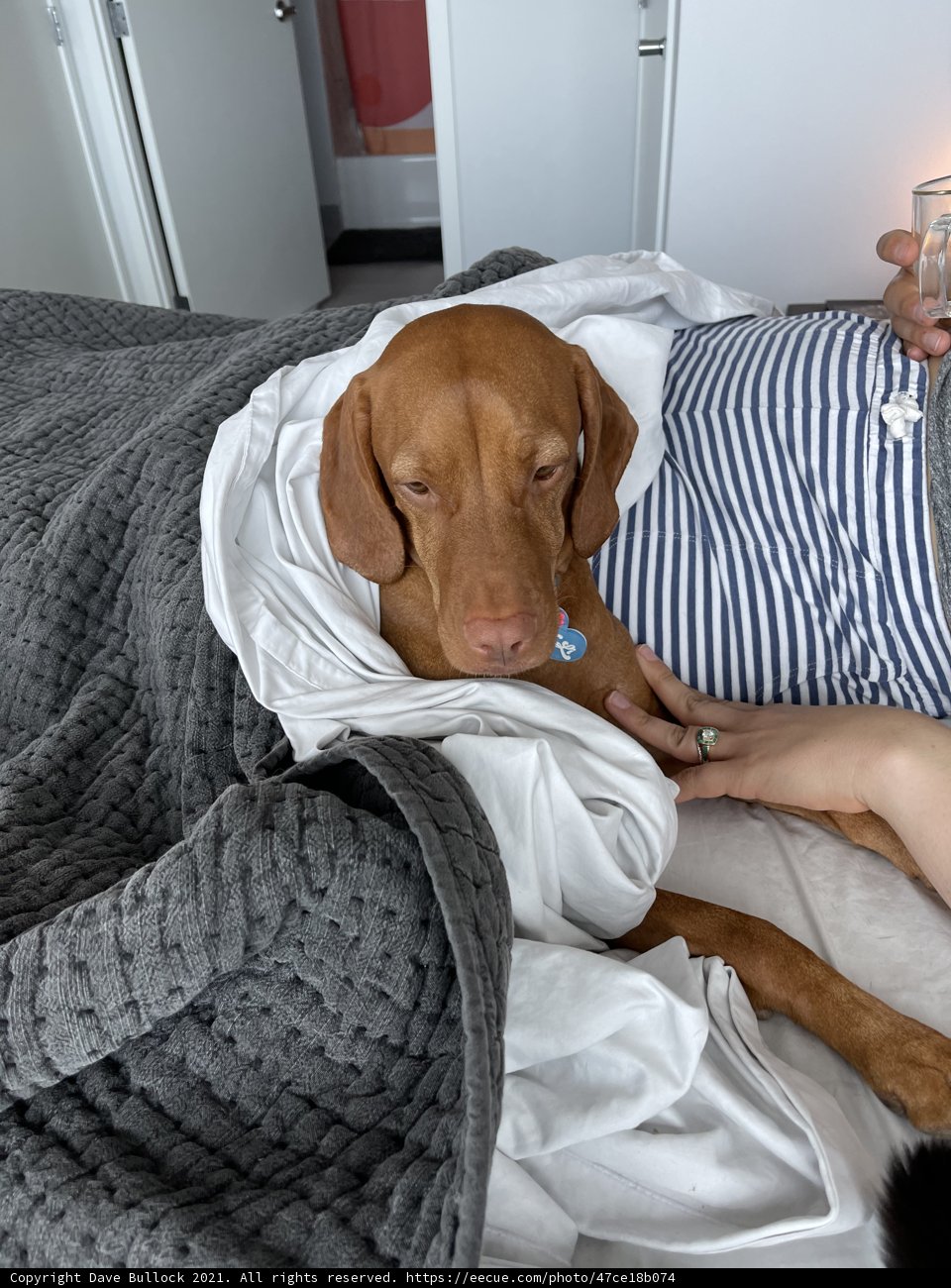 Cozy Companions