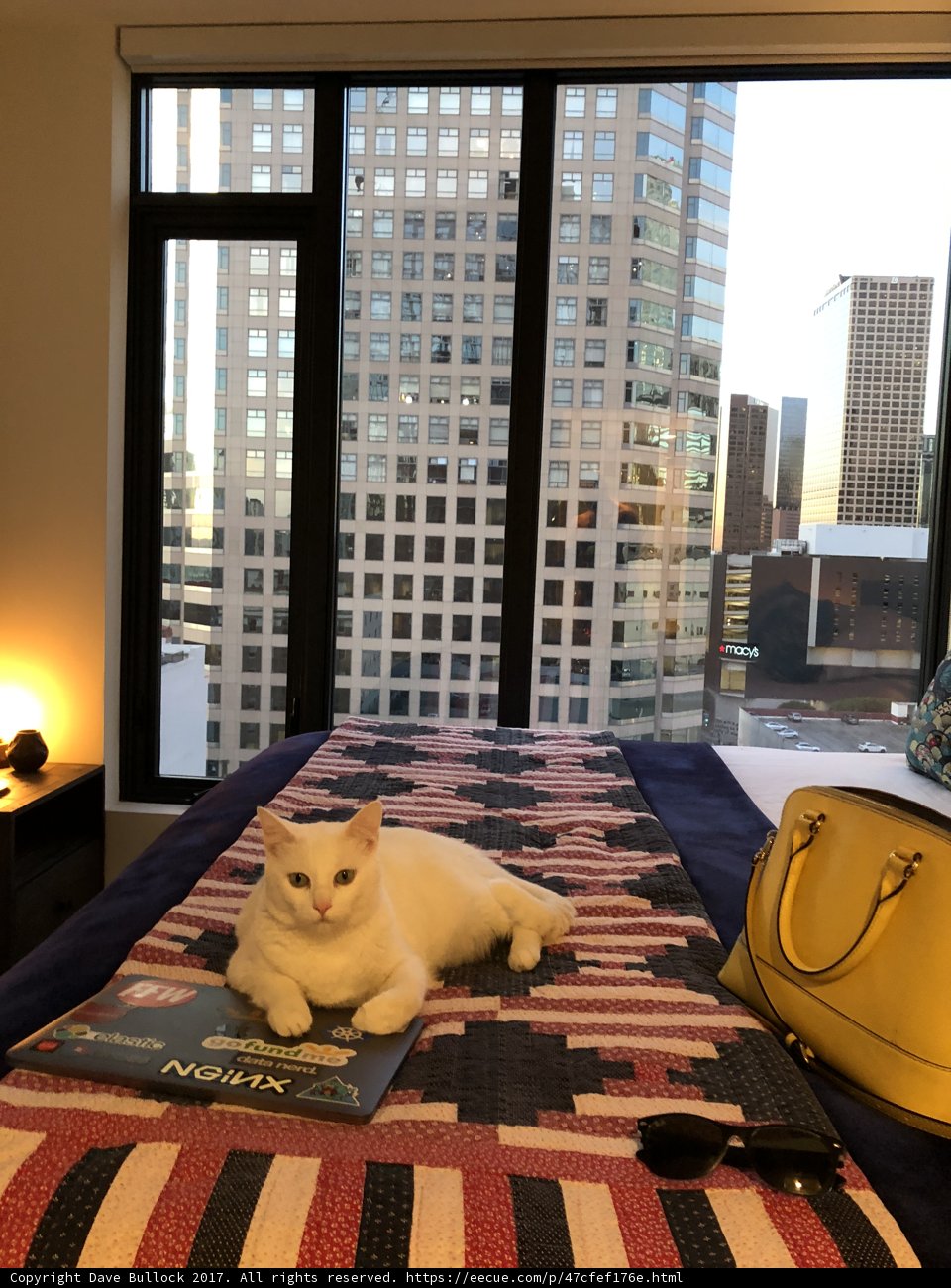 Purrrfect Purse Companion