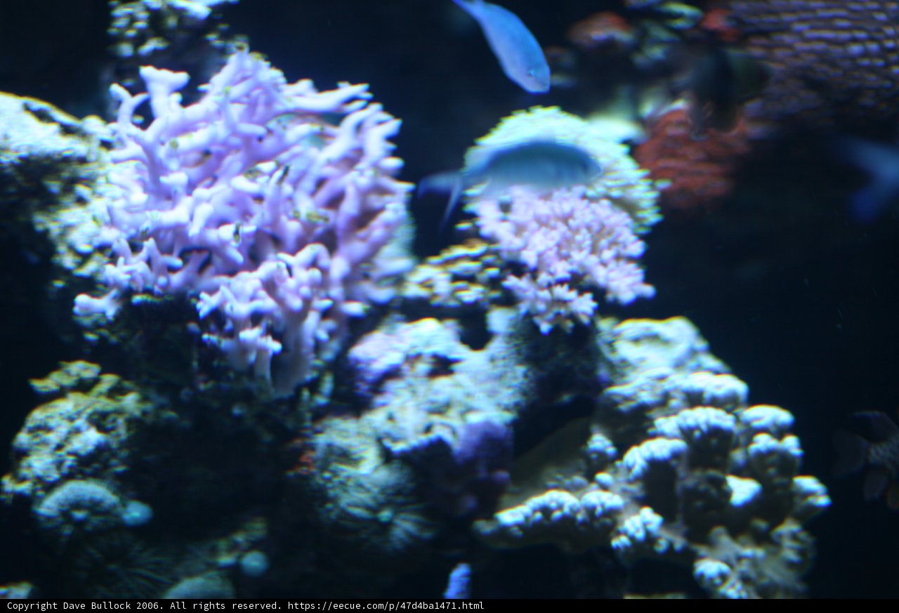 Diverse Sea Life at the Coral Reef