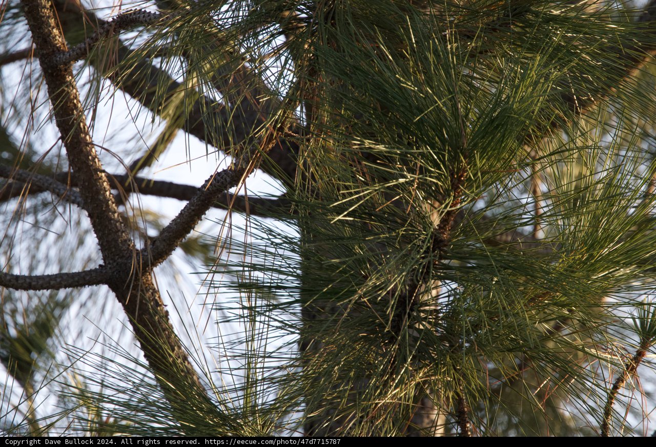Serenity in the Pines