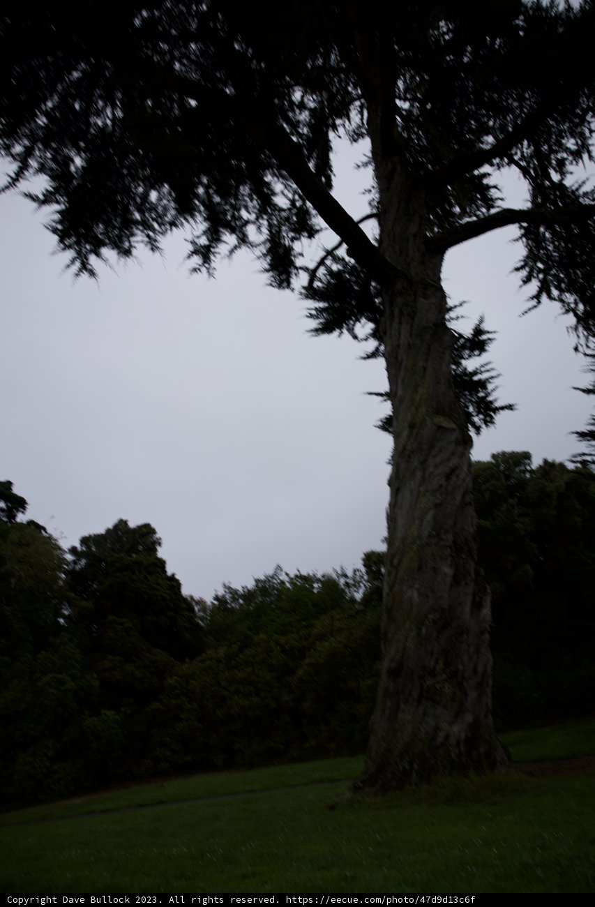 Majestic Oak in Golden Gate Park
