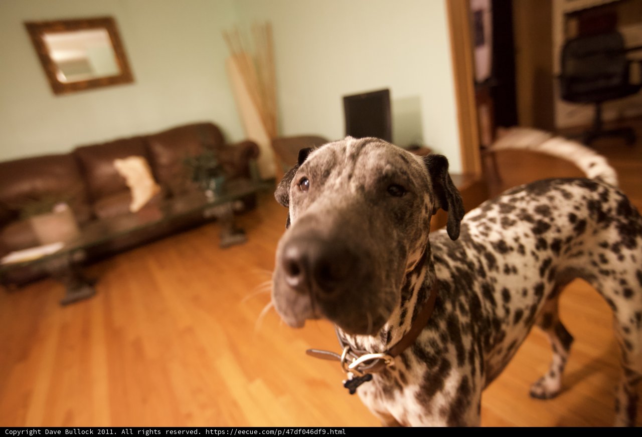 Inquisitive Dalmatian in a Cozy Living Room