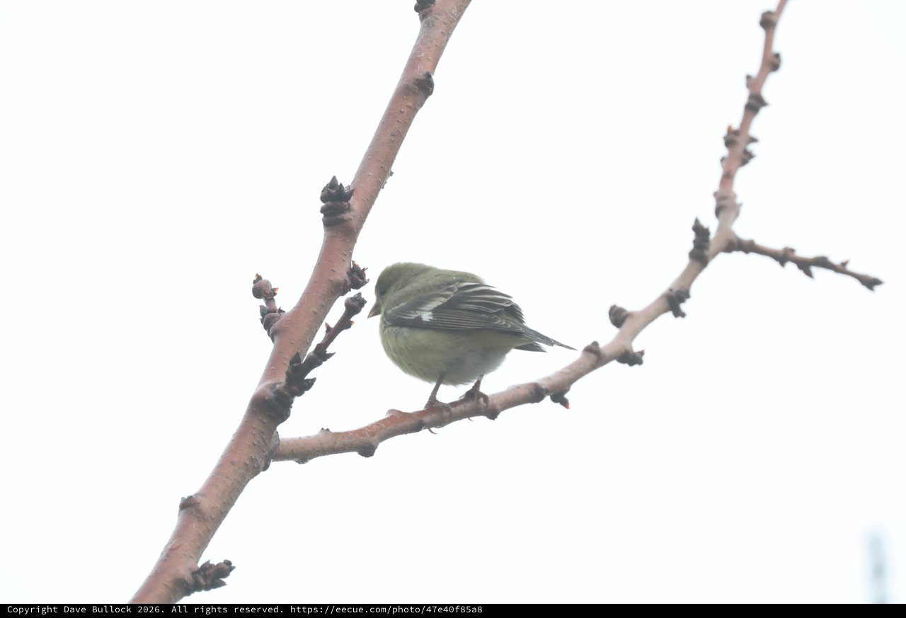 Small Warbler Perched on Bare Winter Branch
