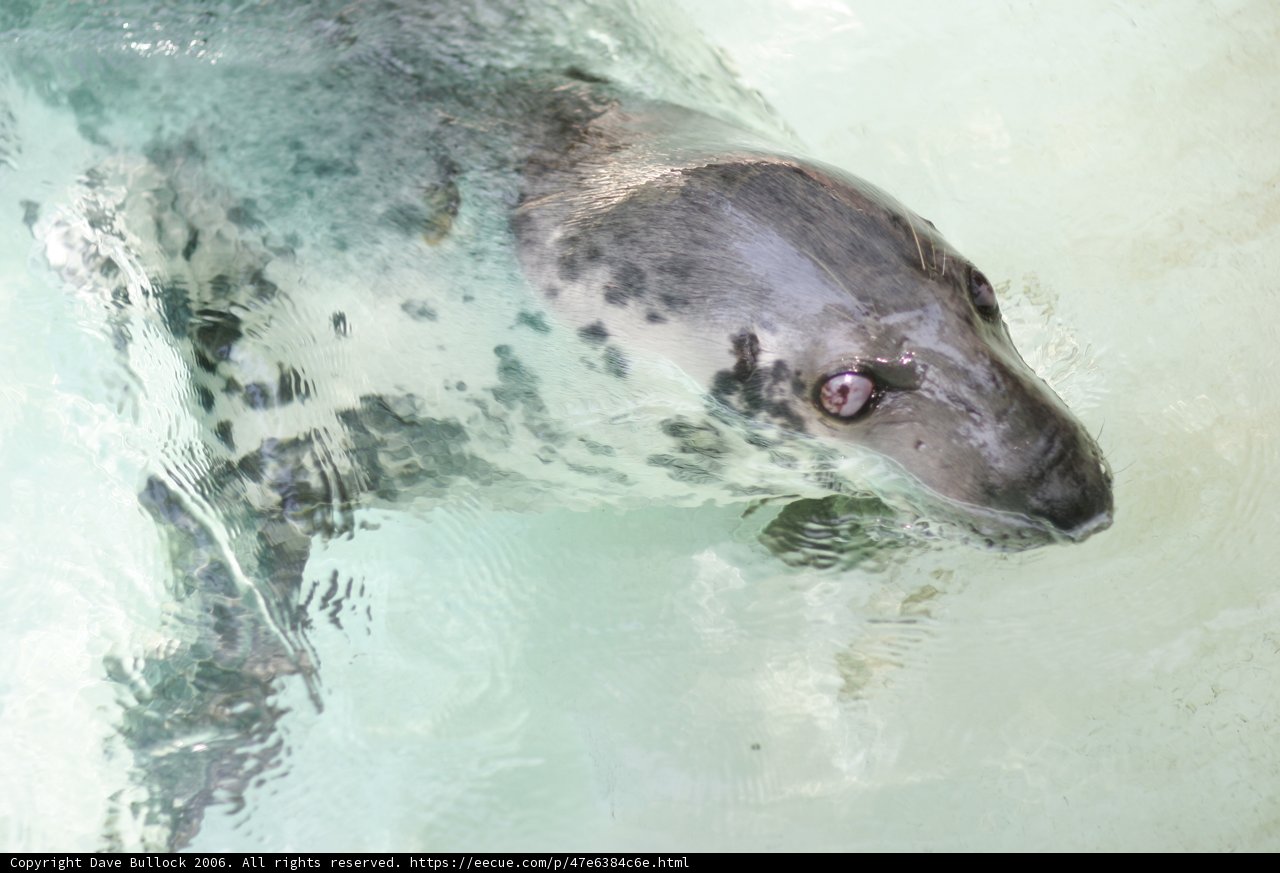 Graceful Seal in the Ocean