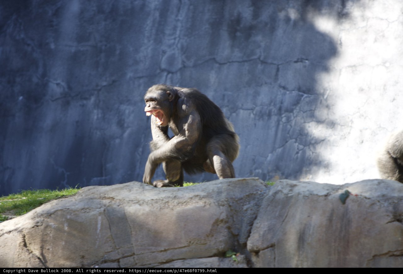 The Watchful Ape