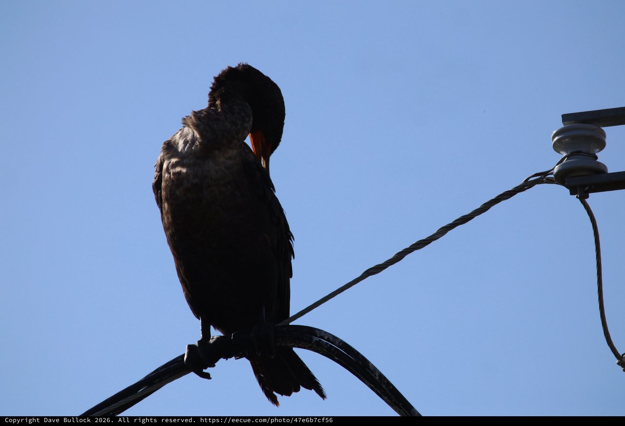 Silhouetted Cormorant Preening on Wire at Dusk