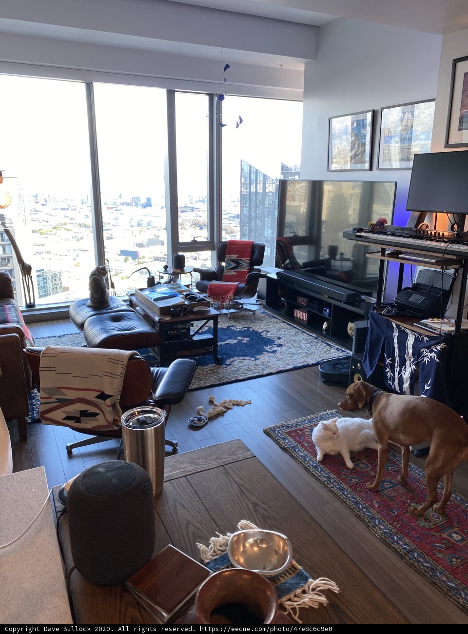 Cozy Living Room with a Furry Companion