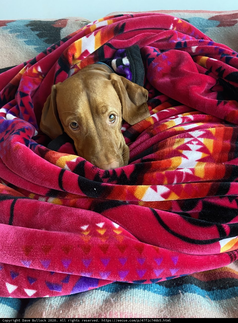Cozy Canine