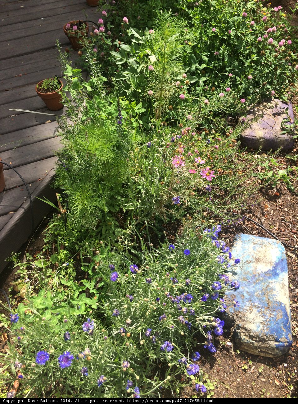 A Colorful Oasis of Nature
