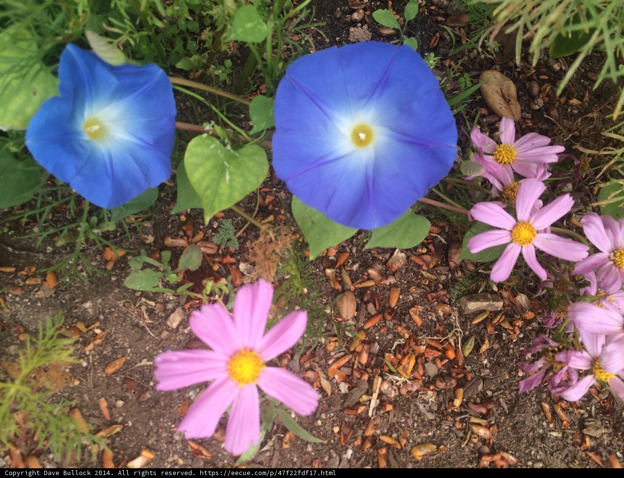 Blue Anemone Daisy
