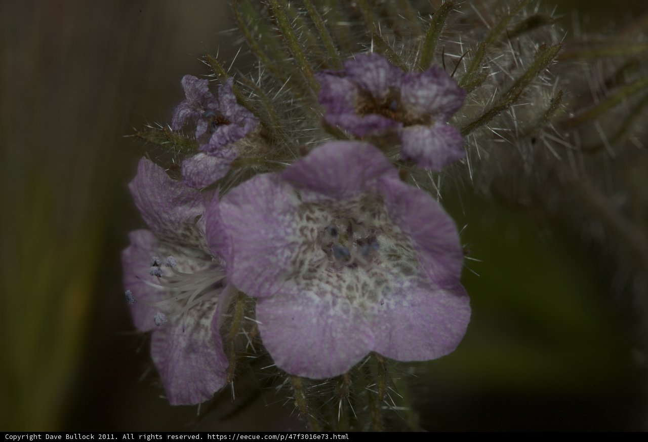 Purple Geranium Flower with White Spots